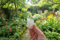 Premium High-Clarity Clear Quartz Cluster | Master Healer